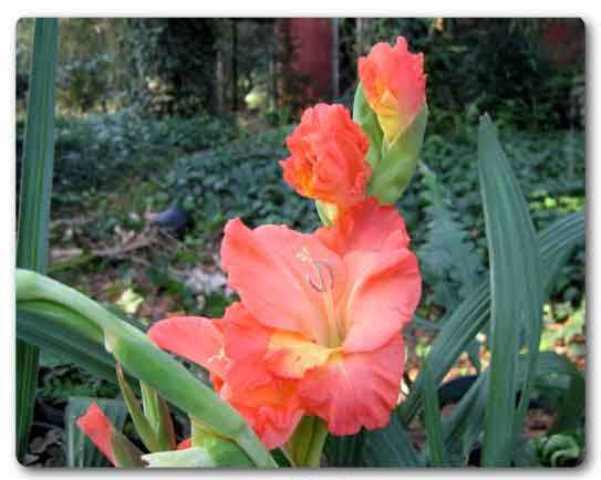  Punjab State flower, Gladiolus, Gladiolus grandiflorus